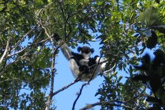 TDM01_Madagascar_20061002-073438_2