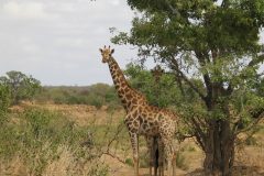 TDM02_AfriqueDuSud_20061007-102417