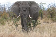 TDM02_AfriqueDuSud_20061007-110756