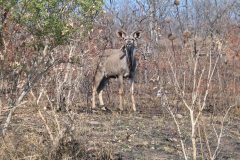 TDM02_AfriqueDuSud_20061007-142644