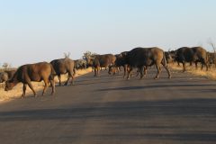 TDM02_AfriqueDuSud_20061007-170402