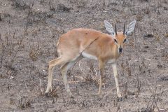 TDM02_AfriqueDuSud_20061009-082633_2