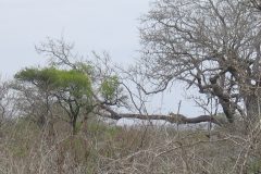 TDM02_AfriqueDuSud_20061009-112641_2