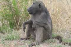 TDM02_AfriqueDuSud_20061009-114648