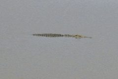 TDM02_AfriqueDuSud_20061009-121003_2