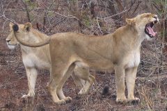 TDM02_AfriqueDuSud_20061010-112247_2