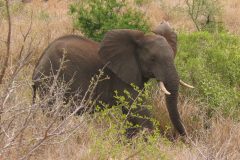 TDM02_AfriqueDuSud_20061010-114811_2