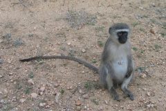 TDM02_AfriqueDuSud_20061010-162039