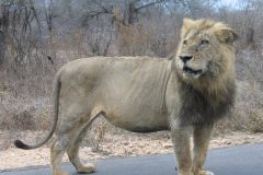 TDM02_AfriqueDuSud_20061010-162814