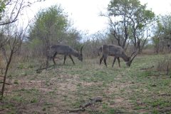 TDM02_AfriqueDuSud_20061011-142513