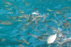 TDM06_Thailande_20070105-111337