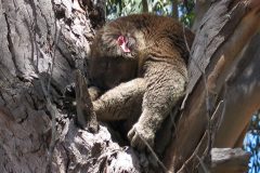 TDM08_Australie_20070123-133532_2