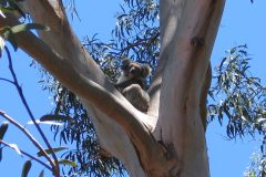 TDM08_Australie_20070123-140841_2