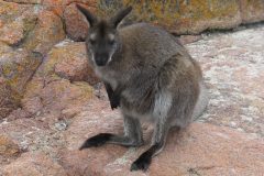 TDM08_Australie_20070129-150310_2
