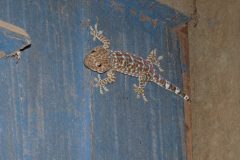 20120216-184044_cambodge_luc