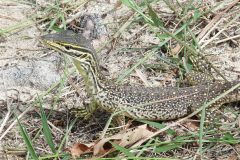 20120502-123541_australie