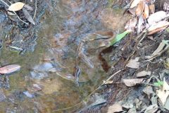 20120517-122611_australie_luc
