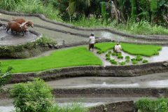 20120707-120025_indonesie