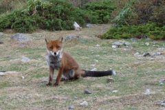 20120910-153418_corse