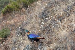 20141116_084428_ght_nepal_est