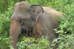 20141227_102632_ght_srilanka_sud