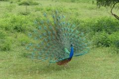 20141227_141808_ght_srilanka_luc