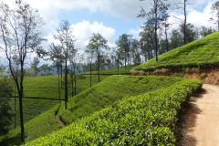 20150116_114159_ght_srilanka_est-montagne