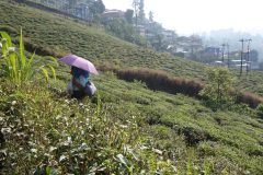 20181105-101411_Sikkim_luc