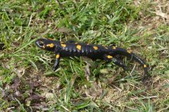 20190505-092944_Roumanie