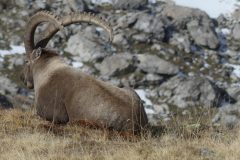 20201021-120342_Alpes