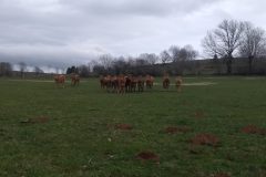 20210410-150412_Aveyron-1