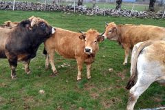 20210410-151449_Aveyron