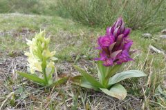 20210427-135104_Aveyron