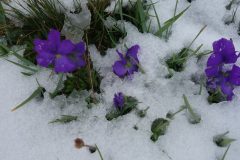 20210714-122737_Ambin-Queyras_Luc