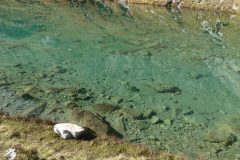 20211017-123301_Chamsaur