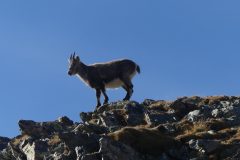 20211018-151053_Chamsaur