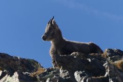 20211018-151107_Chamsaur