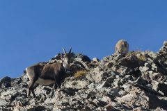 20211018-151157_Chamsaur