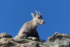 20211018-151237_Chamsaur