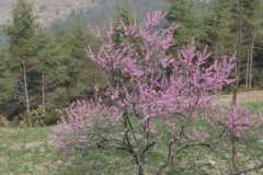 20220329-091310_NuntalaLangtang