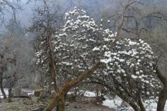 20220409-091758_NuntalaLangtang