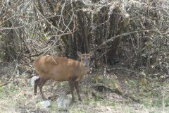 20220409-112112_NuntalaLangtang