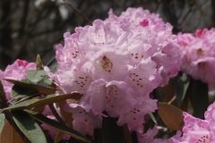 20220409-113343_NuntalaLangtang