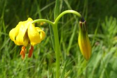 20230629-150538_montenegro