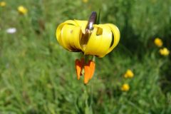 20230629-184315_montenegro_luc