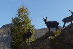 20231012-115945_Ubaye