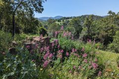 20240511-104918_Med-Velo-luc